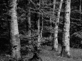 beeches - Gustav Eckart, Photography